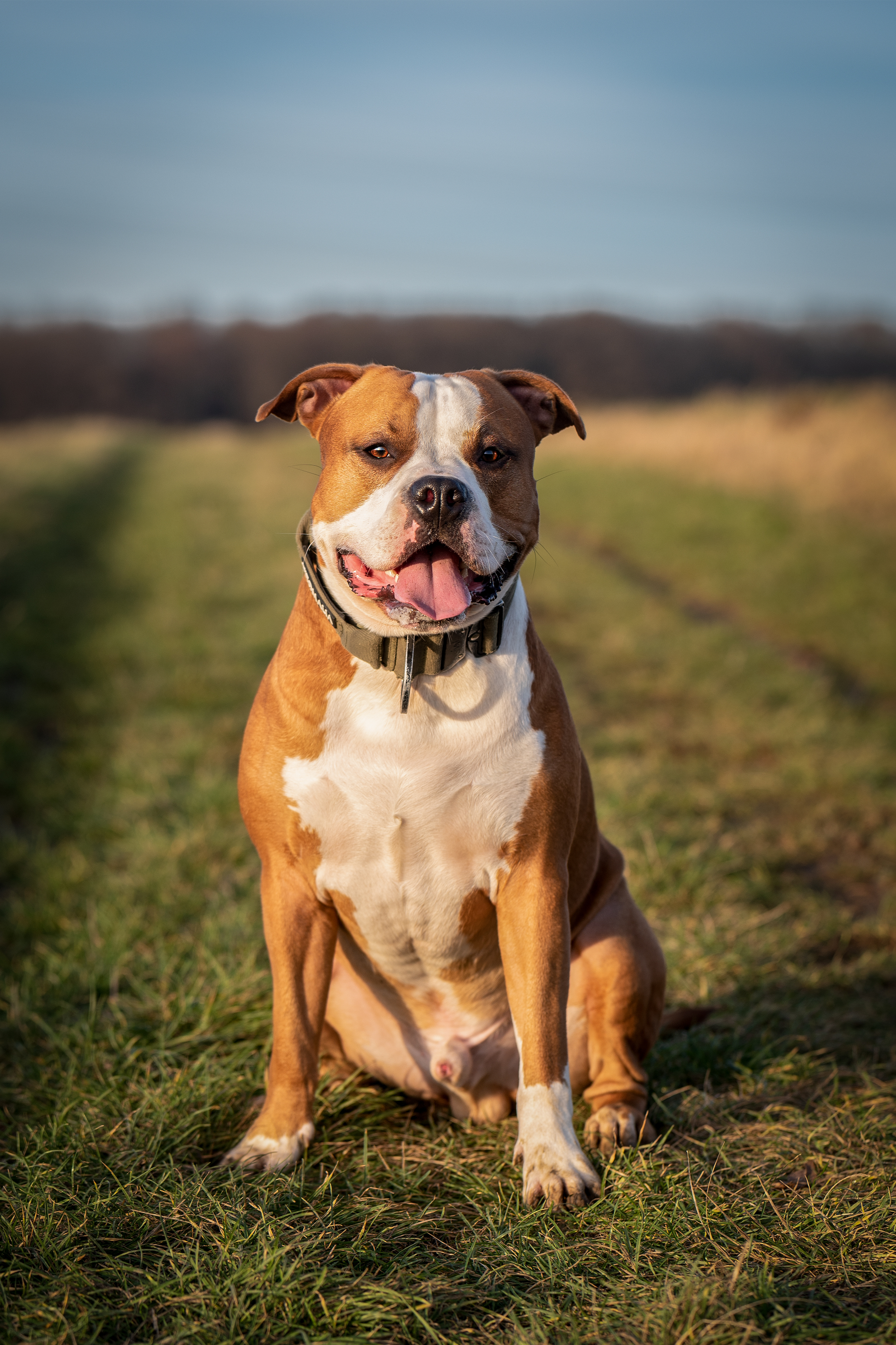 Rathfelder`s Wolverine